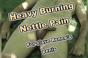 Stinging Nettles in- plus at large resulting Renne's cock