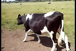 Cows at cholsey 4 July 2021